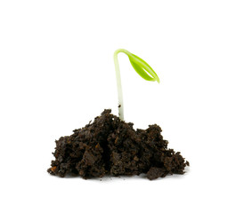 paprika sprouts isolated on white