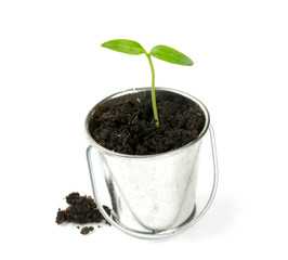 paprika sprouts isolated on white