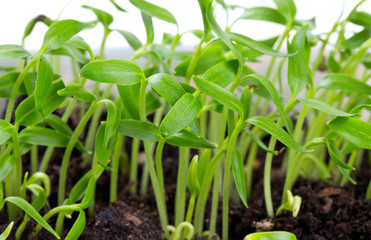 paprika seedlings