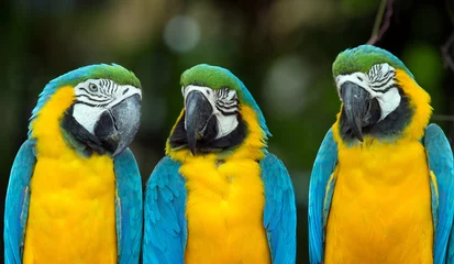 Foto op Canvas papegaaien © Pakhnyushchyy