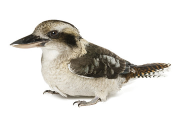 Kookaburras (genus Dacelo) 10 years old on white background.