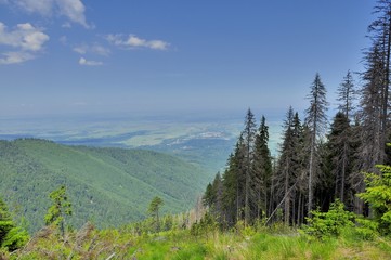 Fototapeta premium Clearcut forestry in Carpathians mountains