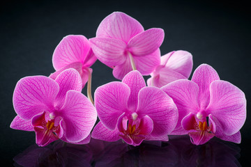 Fototapeta na wymiar Oddział Phalaenopsis piękny