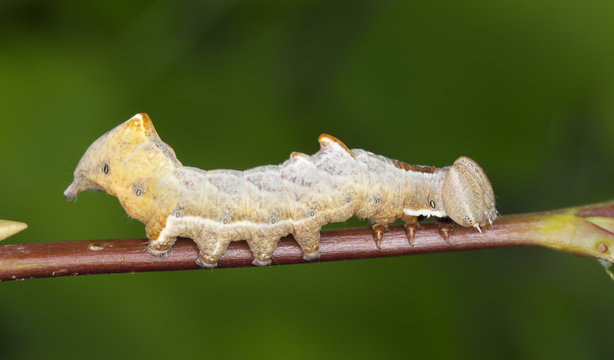 Large dark prominent larvae, Notodonta torva