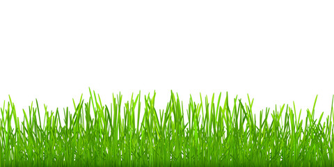 Fototapeta premium Seamless green grass