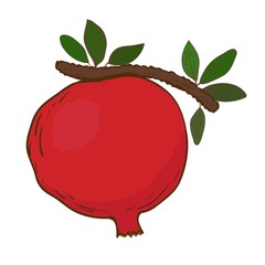Pomegranate on branch in vector