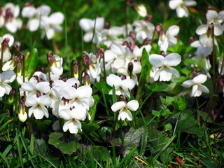 White violets on green grass.