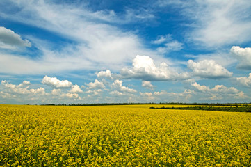 Spring - rape field