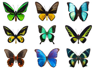 Fototapeta na wymiar Tropical butterflies