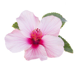 one pink hibiscus flower