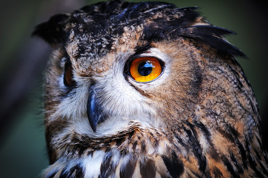 Wild owl closeup