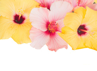 pink and yellow hibiscus flowers