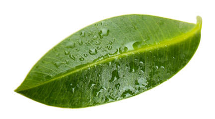 Fototapeta na wymiar Beautiful green leaf, isolated on white