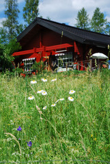 Close-up of a summer meadow near the house