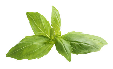 Green fresh basil, isolated on white