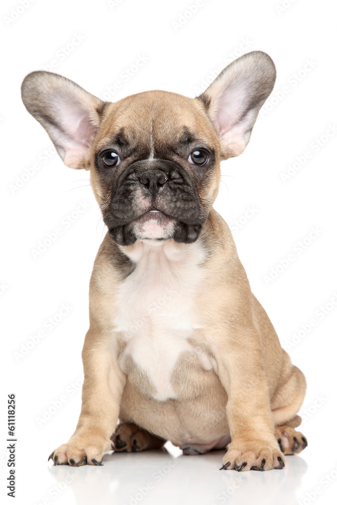 Wall mural french bulldog puppy