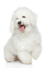 Bichon-Frise dog portrait