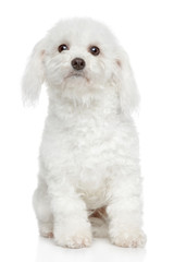Bichon Frise dog portrait