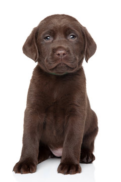 Chocolate Labrador puppy portrait