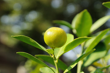 Small orange with green leaves.