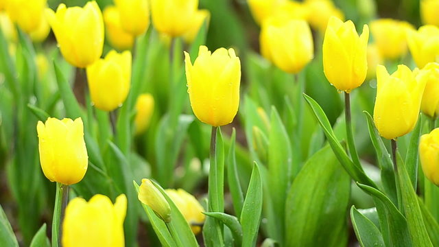 plenty of yellow tulip in garden