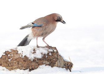 Jay bird