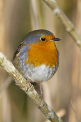 European Robin