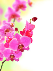 Naklejka na ściany i meble Beautiful flower Orchid pink phalaenopsis close-up
