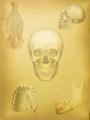 skull medical anatomy