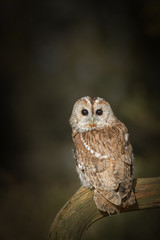 Tawny Owl