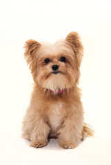 Dog Isolated in White