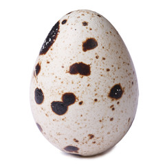 one quail egg closeup isolated on white background