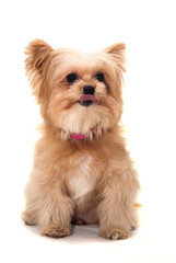 Cute Dog with Tongue