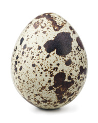 Quail egg