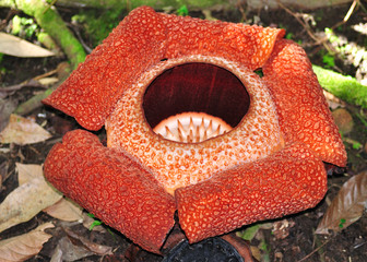 Rafflesia keithii, World biggest flower, Sabah Malaysia