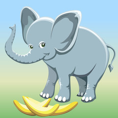 The baby elephant