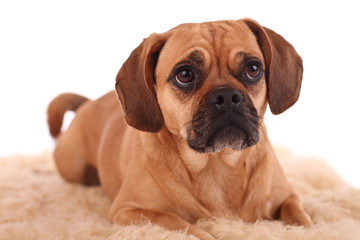 Obraz premium Hund im Studio