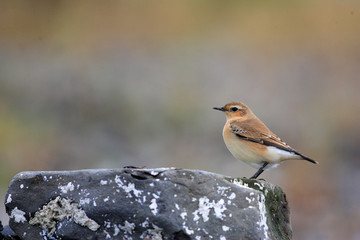 Northern Wheatear (Oenanthe oenanthe) juvnile in Japan 