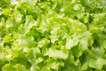 Collection of green curvy leaves fresh and background