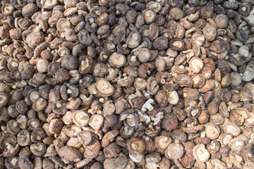 Dry mushrooms background