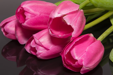 group of  pink tulips isolated on black background