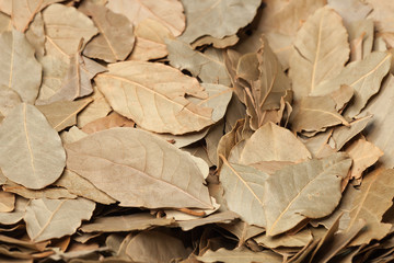 Bay leaf