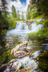 Frog and waterfalls