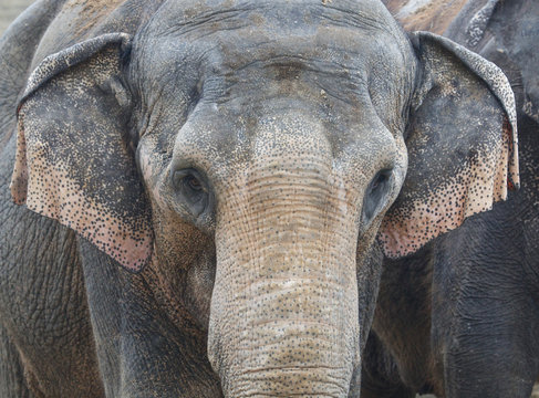 Asian Elephant Front Portrait