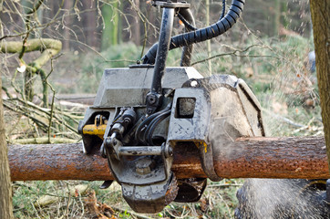 Holzvollernter zersägt Baumstamm