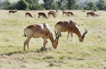 Hartebeest antelopes grazing in Savannah