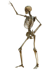 Human Skeleton