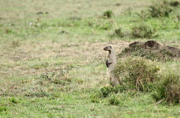 A banded mangooes observing the surroundings
