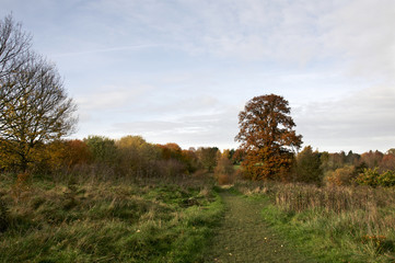 Obraz premium Autumn park