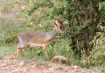 A beautiful Dik Dik antelope near a bush